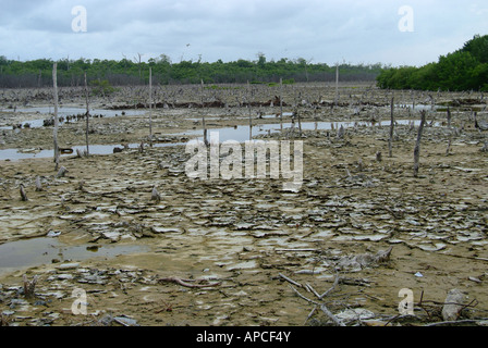 La foresta pietrificata, Celestun riserva della biosfera, Yucatan, Messico. Foto Stock