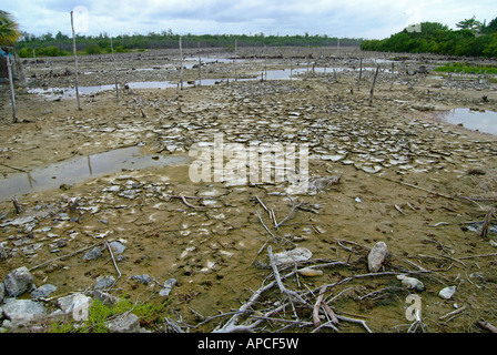 La foresta pietrificata, Celestun riserva della biosfera, Yucatan, Messico. Foto Stock