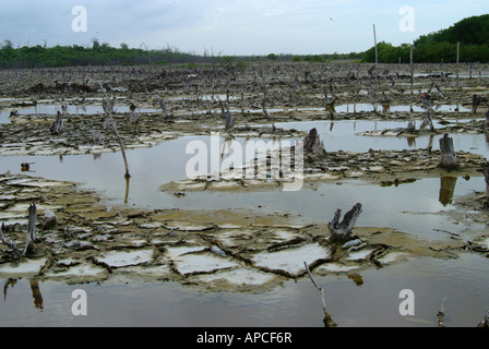 La foresta pietrificata, Celestun riserva della biosfera, Yucatan, Messico. Foto Stock