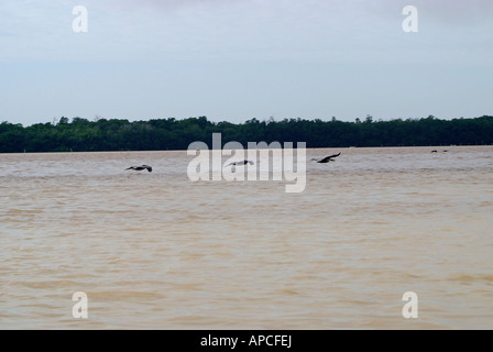 Il Celestun Wildlife Refuge, Yucatan, Messico Foto Stock