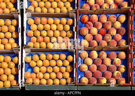 Pavement espositore al di fuori di fruttivendolo indipendente negozio di vendita al dettaglio di scatole di albicocche mature e pesche in vendita Essex Inghilterra UK Foto Stock