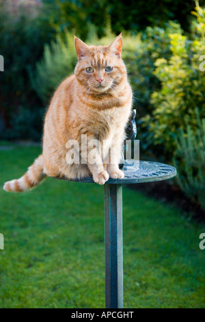 La Sam, ginger tom cat seduto su una meridiana. Foto Stock