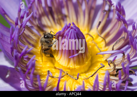 Ape su purple rosa fiore di loto (Brasile 2005) Foto Stock