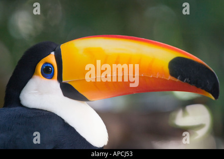 Toucan profilo orizzontale (Argentina 2005) Foto Stock