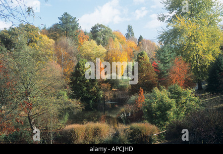 Visualizzare attraverso lo stagno in autunno, Sir Harold Hillier giardini, vicino a Romsey, Hampshire, Inghilterra, Regno Unito Foto Stock