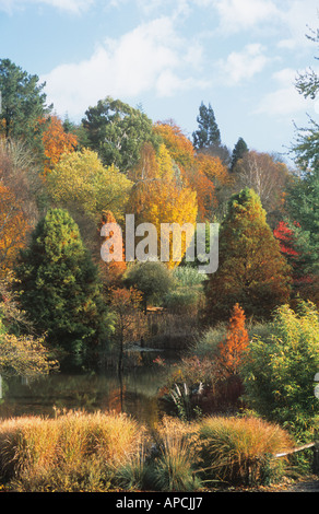 Visualizzare attraverso lo stagno in autunno, Sir Harold Hillier giardini, vicino a Romsey, Hampshire, Inghilterra, Regno Unito Foto Stock