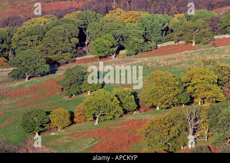 Farnia, Pendulate quercia (Quercus robur) sul bordo di brughiera in autunno Foto Stock