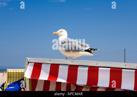 Seagull, Langeoog Isola, Orientale Isole Frisone, Germania Foto Stock