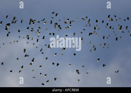 Pavoncella Vanellus vanellus e Golden Plover Pluvialis apricaria gregge misti in autunno Foto Stock