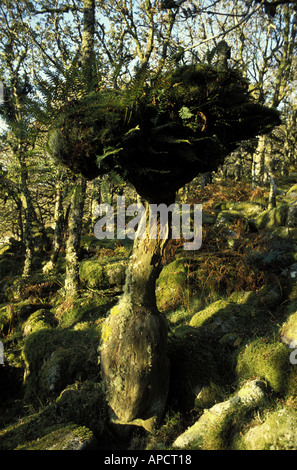 Antico albero in legno Wistmans antichi boschi nel Parco Nazionale di Dartmoor Devon England Foto Stock