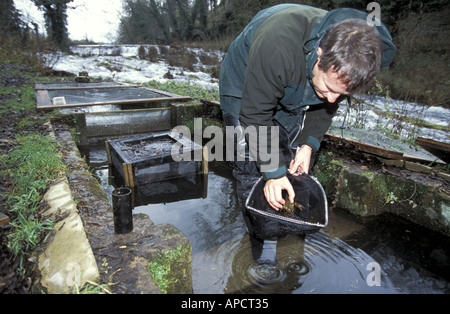 White artigliato il gambero di fiume in allevamento in cattività tubein fiume nel Derbyshire Dales Peak District Naitonal Park Inghilterra Foto Stock