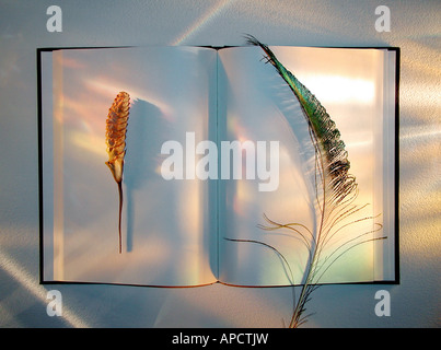 Libro aperto con luci arcobaleno e piume Foto Stock