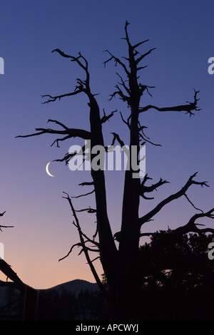 Una silhouette di un albero morto e la luna a sunrise vicino al lago Tahoe, California Foto Stock