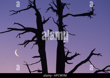 Una silhouette di un albero morto e la luna a sunrise vicino al lago Tahoe, California Foto Stock