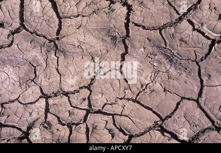 Secchi, incrinato il fango Foto Stock