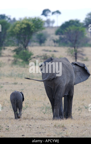 Elefante africano Foto Stock