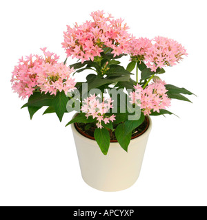 Stelle egiziano Cluster Cluster Star Pentas lanceolata con fiori di colore rosa in vaso bianco Foto Stock
