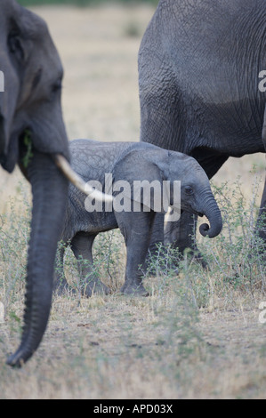 Elefante africano Foto Stock