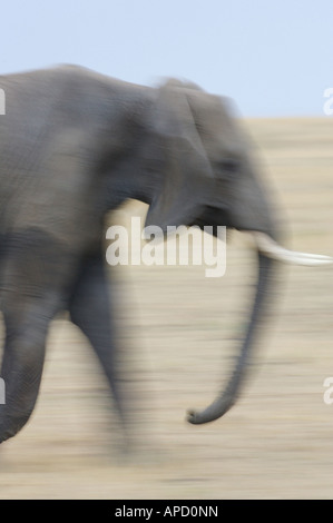 Elefante africano Foto Stock