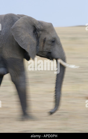 Elefante africano Foto Stock