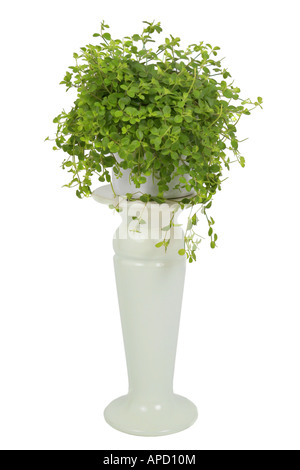 Radiatore impianto Creeping Peperomia Peperomia rotundifolia Peperomia prostrata pianta in vaso su colonna di vegetali Foto Stock