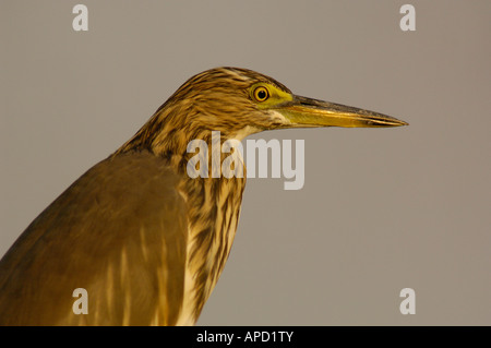 Indian Pond Heron (Ardeola grayii). Bharatpur Parco Nazionale di Keoladeo o Ghana Santuario. Il Rajasthan. INDIA. Foto Stock