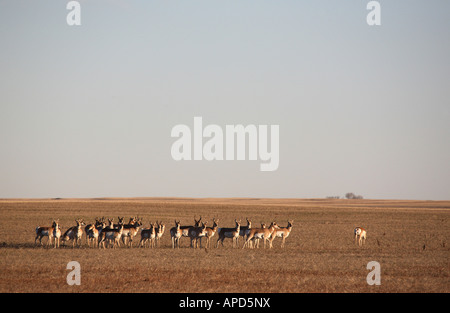 Piccolo allevamento di Pronghorn Antelope su le praterie Foto Stock