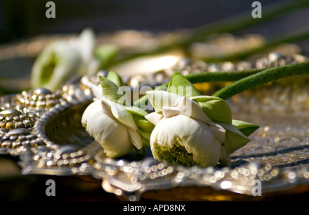 Primo piano di due bianchi fiori di loto utilizzato come offerta buddista Foto Stock