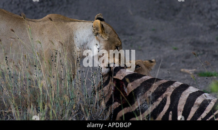 Femmina di leone con il suo cucciolo condividendo una fresca Zebra uccidere in Medikwe, Sud Africa Foto Stock