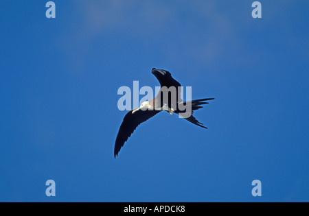 Messico Isla Contoy Parco Nazionale Gran Frigate Bird o uomo o uccello di guerra Foto Stock