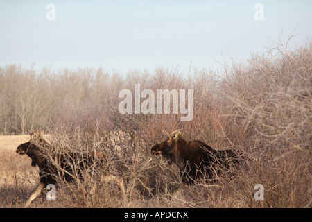 Alci in inverno Foto Stock