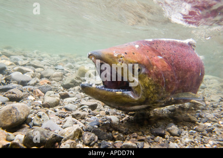 Alaska salmone King campbell creek Chugach Mountains Foto Stock