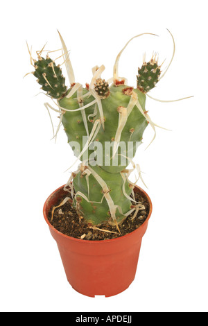 Carta-spined cactus Tephrocactus articulatus papyracanthus Opuntia articulata papyracantha pianta in vaso Foto Stock