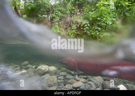 Alaska salmone King campbell creek Chugach Mountains Foto Stock