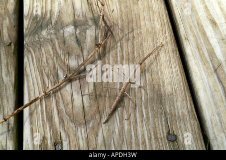 Stick Bug accanto a un bastone Foto Stock