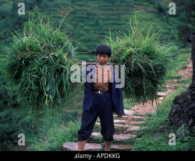 Cinese uomo contadino di vegetazione che porta sulla sua schiena in Tiziano, provincia di Guangxi, Cina Foto Stock