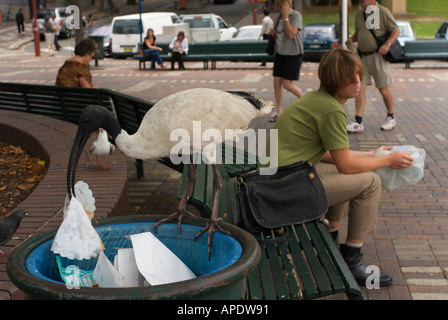 Un nero intitolata ibis purifica nel bidone dei rifiuti di cibo da Circular Quay Sydney Harbour Nuovo Galles del Sud Australia Foto Stock