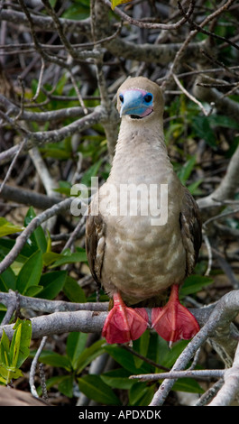 Red footed boobie bird nativa delle Isole Galapagos Foto Stock