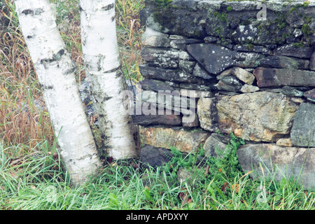 Di betulle ed erba accanto a stonewall. Foto Stock