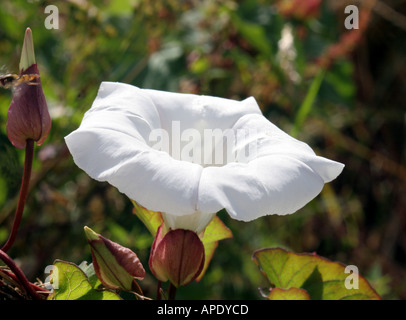 Calystegia sepium (Hedge Centinodia) Foto Stock