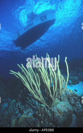 Resort di habitat barca su gorgonia fessura gigante dei pori aste mare Plexaurella mutans Bonaire Antille olandesi Antille olandesi Foto Stock