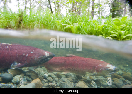 Alaska salmone King campbell creek Chugach Mountains Foto Stock