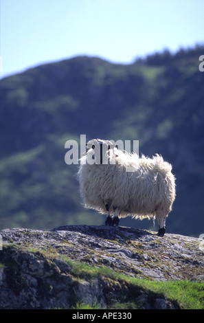 Pecora nera Pecora di fronte su una roccia nelle Highlands scozzesi GMM 1061 Foto Stock