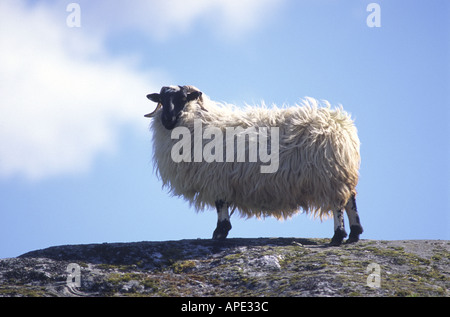 Di fronte nera pecora su una roccia nelle Highlands scozzesi GMM 1066 Foto Stock