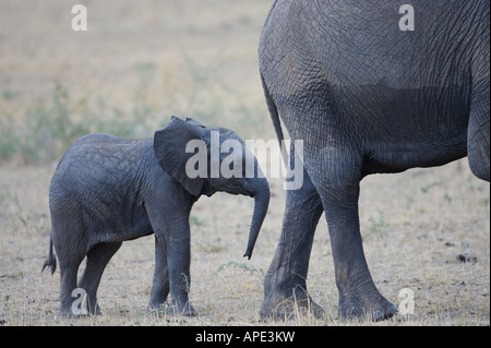 Elefante africano Foto Stock