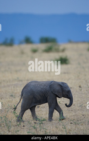 Elefante africano Foto Stock