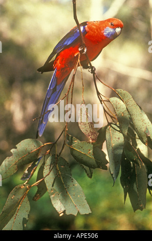 Crimson Rosella Platycercus elegans Jenolan NSW Australia trovati sulla costa est e diffusa nel sud-est membri Foto Stock