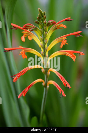 Bandiera africana Chasmanthe floribunda Iridaceae Foto Stock