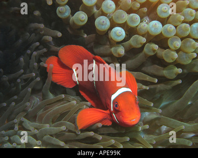 Spina dorsale guancia Anemonefish Premnas biaculeatus in Anemone Agincourt Reef della Grande Barriera Corallina del Queensland del Nord Australia Foto Stock