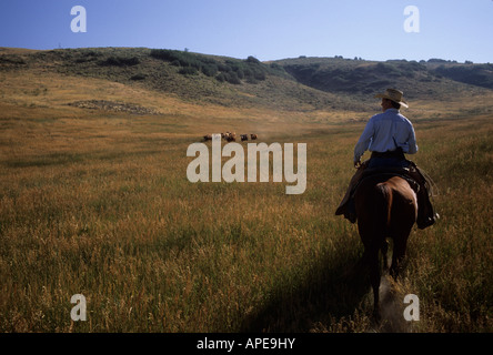 Un cowboy allevamenti bovini sul suo ranch. Foto Stock